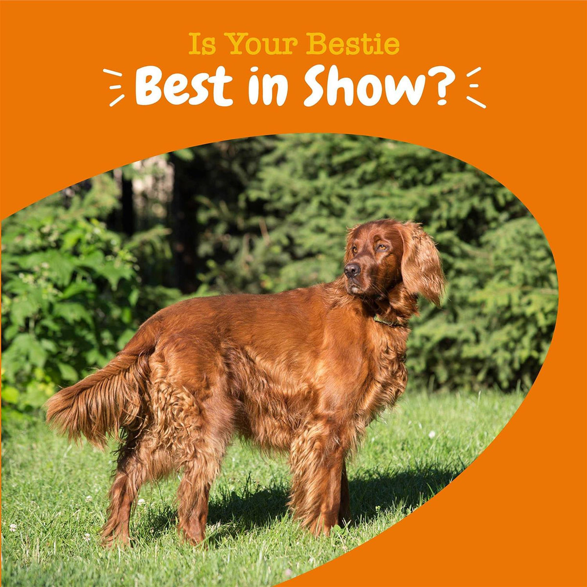 Omega Bites for Dogs H9427