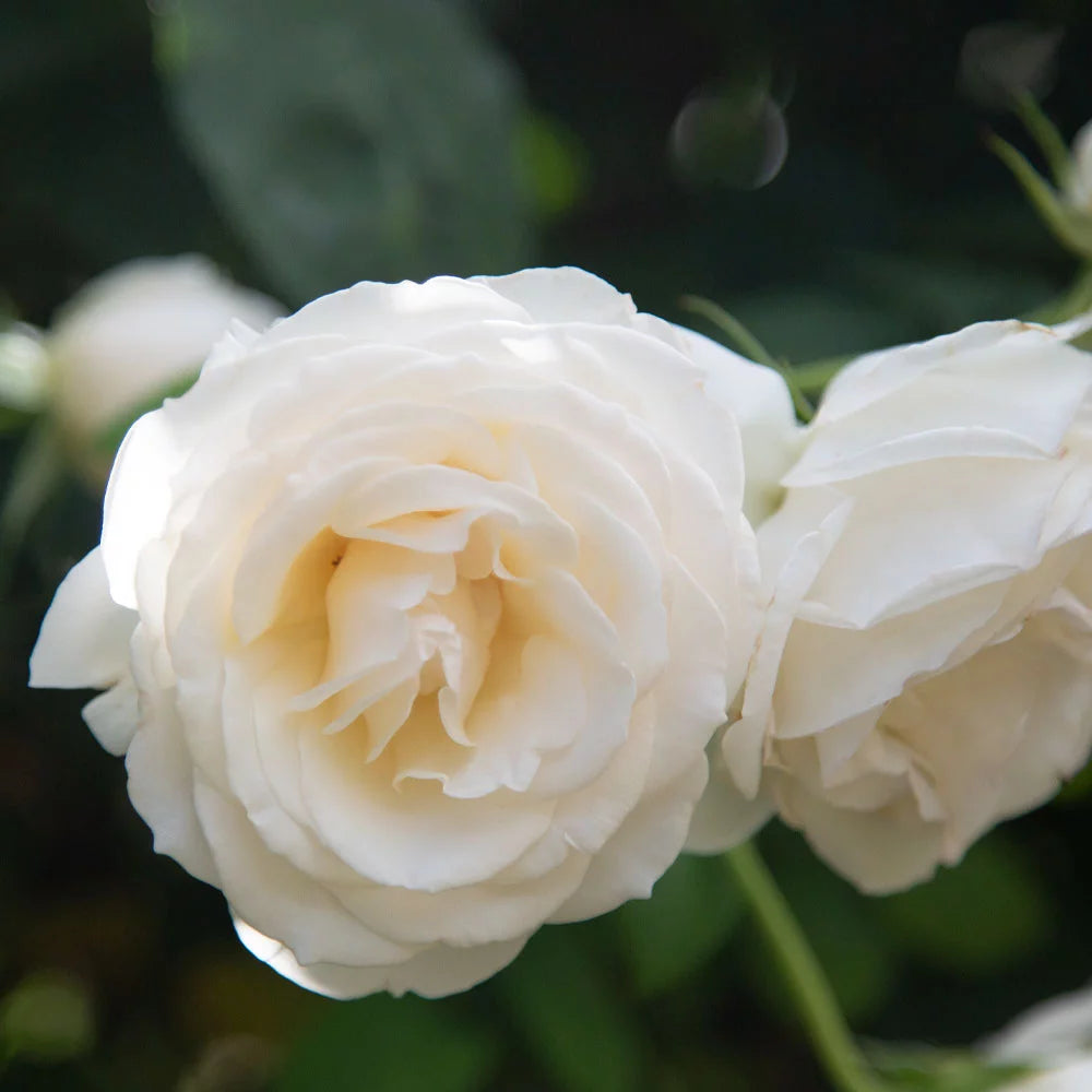 White Rose Bush X843
