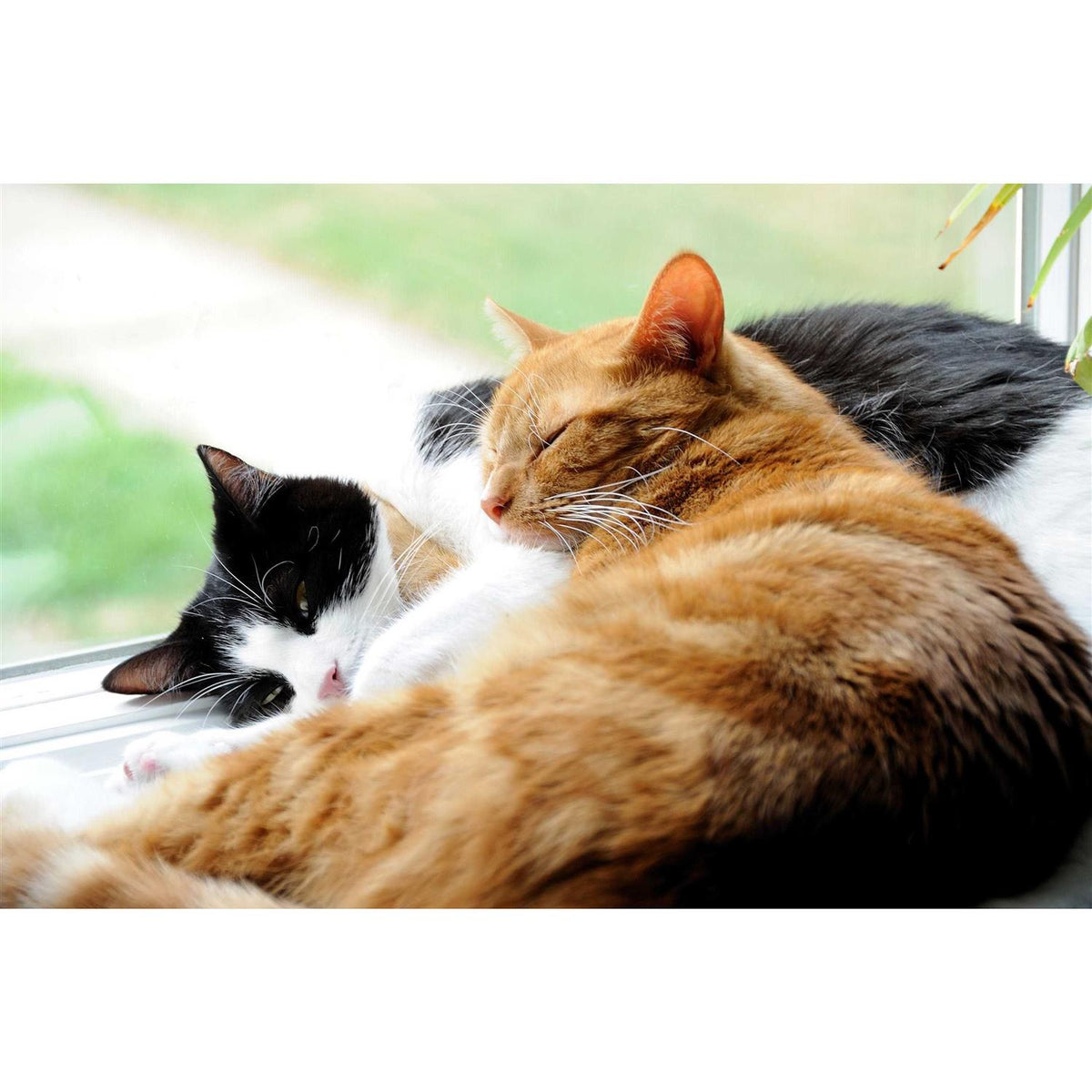 Probiotics Powder for Cats with Saccharomyces Boulardii Lactobacillus Acidophilus W9173