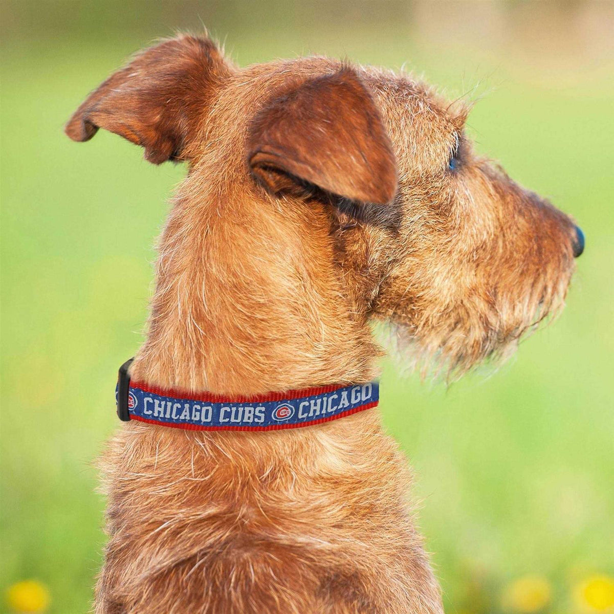 Dog Collar K3907