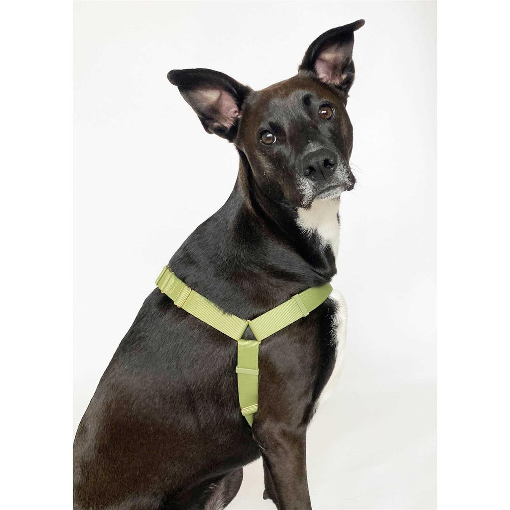 Harness Q110164