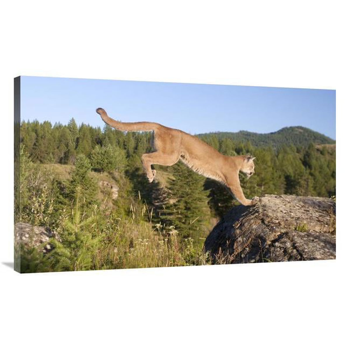Mountain Lion Jumping Art Print Y919
