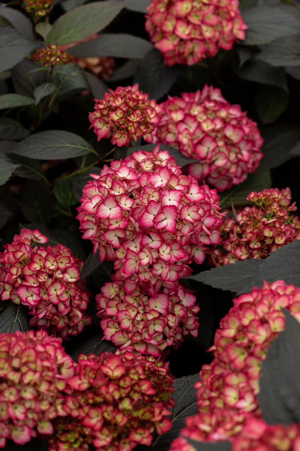 Bigleaf Hydrangea G915
