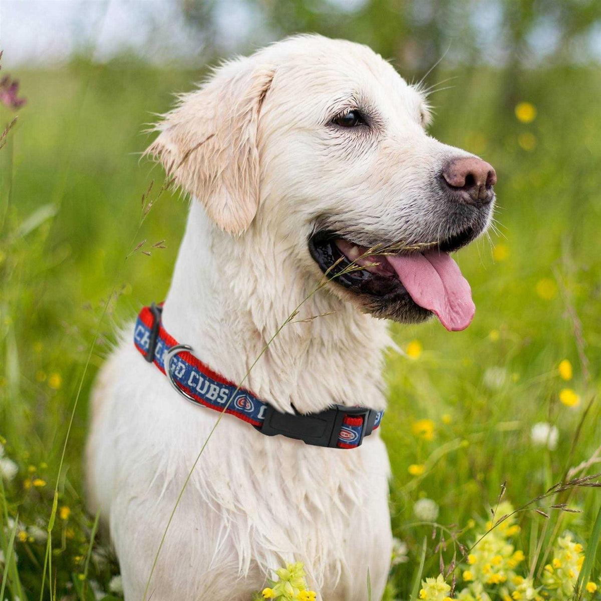 Dog Collar K3907