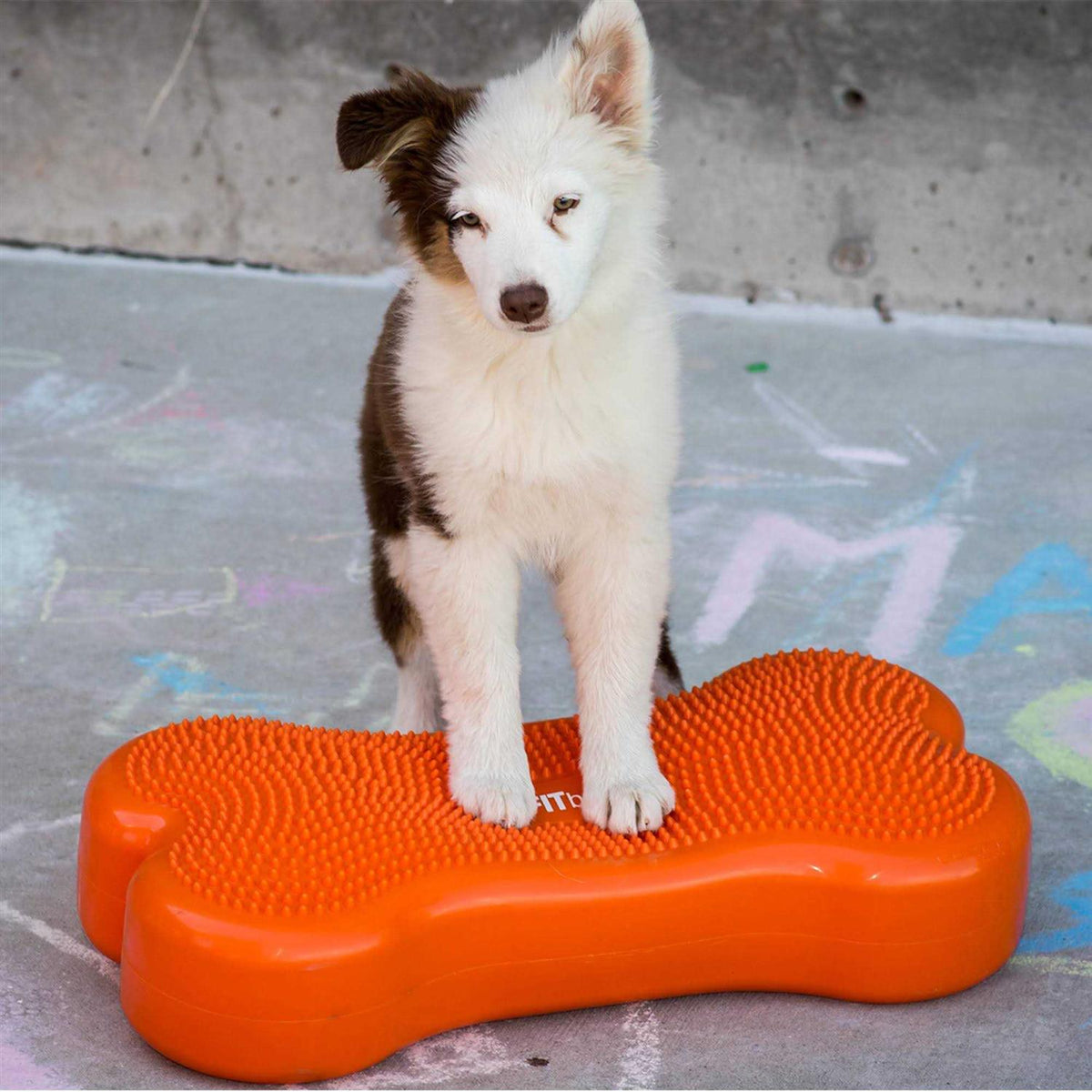 Agility Training Pet Supplies E341317