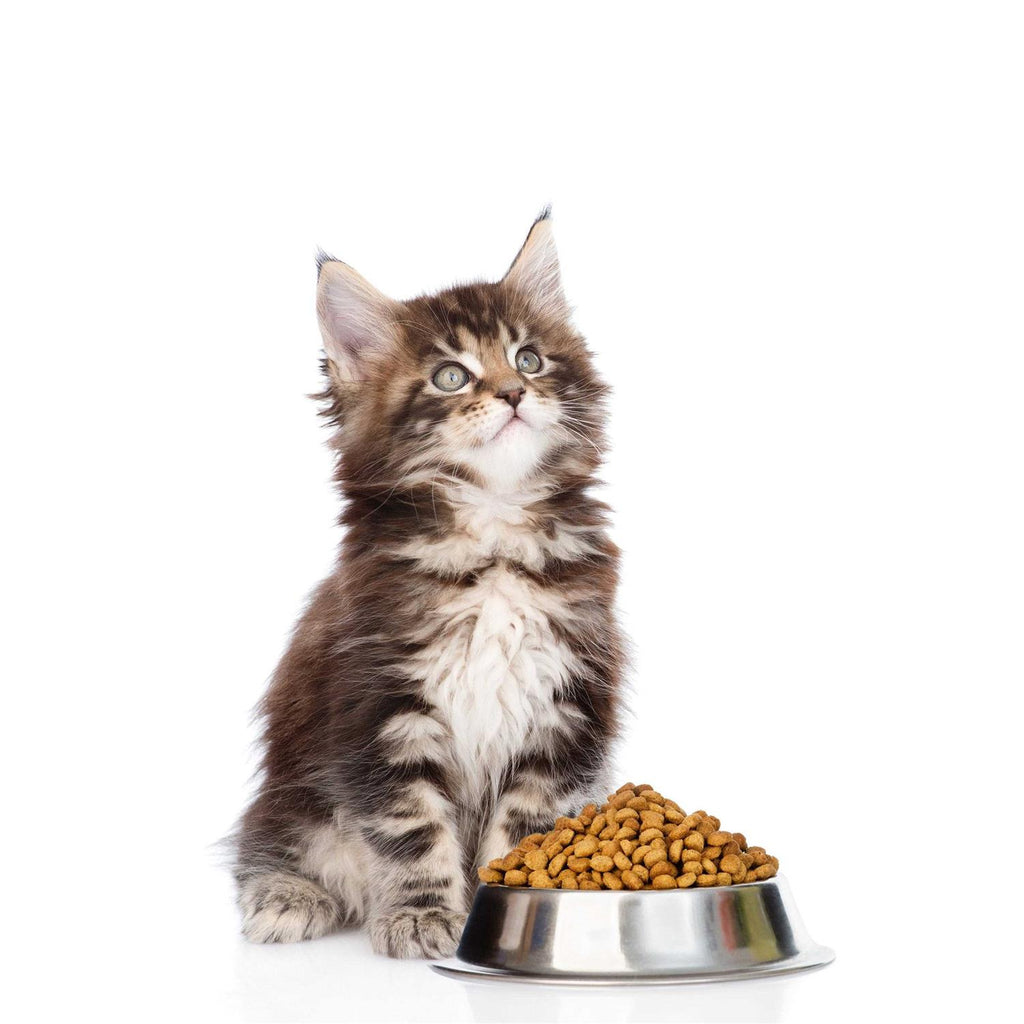Probiotics Powder for Cats with Saccharomyces Boulardii Lactobacillus Acidophilus W9173