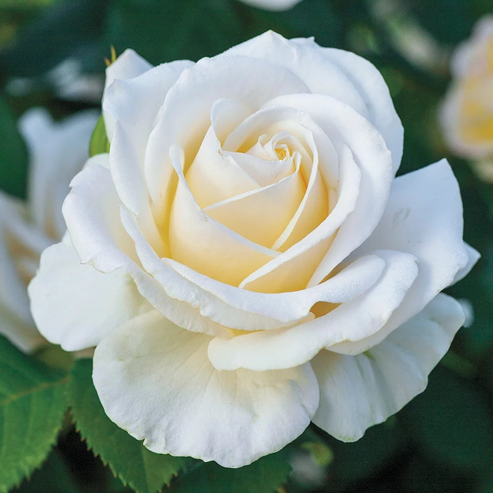 White Rose Bush X843