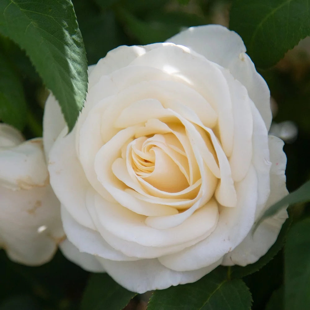 White Rose Bush X843