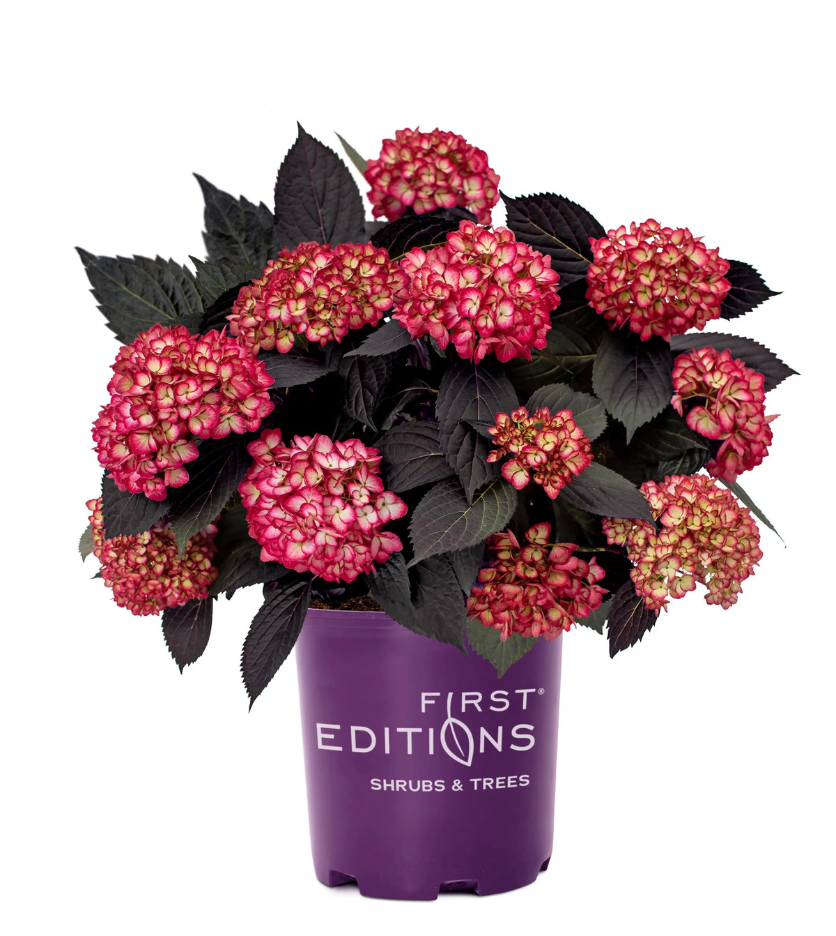 Bigleaf Hydrangea G915