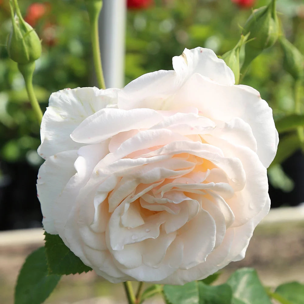 White Rose Bush X843