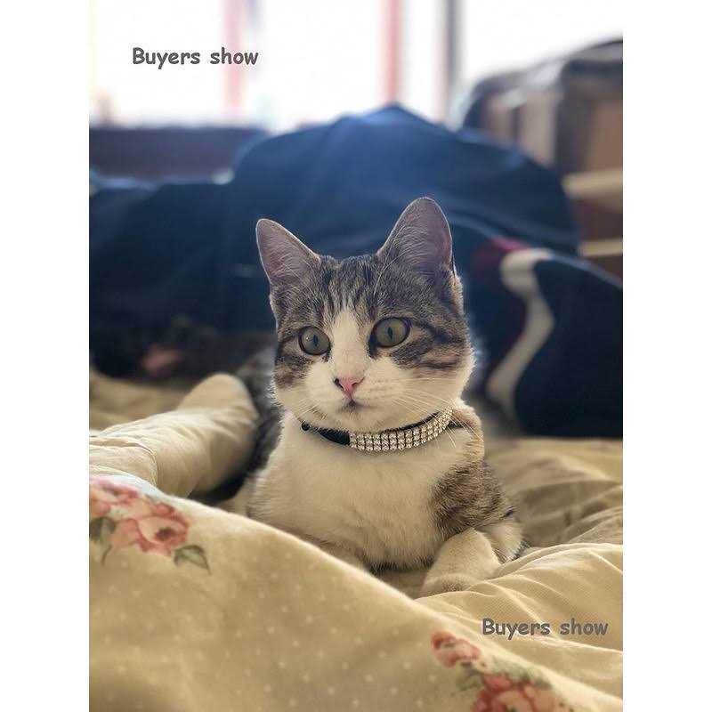 Soft Velvet Adjustable Cat Collar with Bells T485721