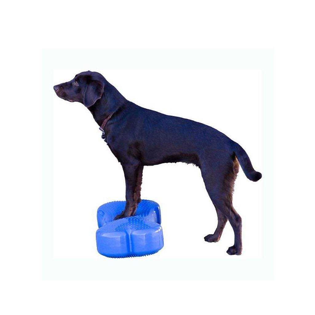 Agility Training Pet Supplies E341317