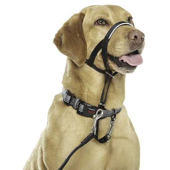 Headcollar V9737